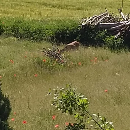 Haus Rosengarten- Ruhige Im Gruenen Sehlen