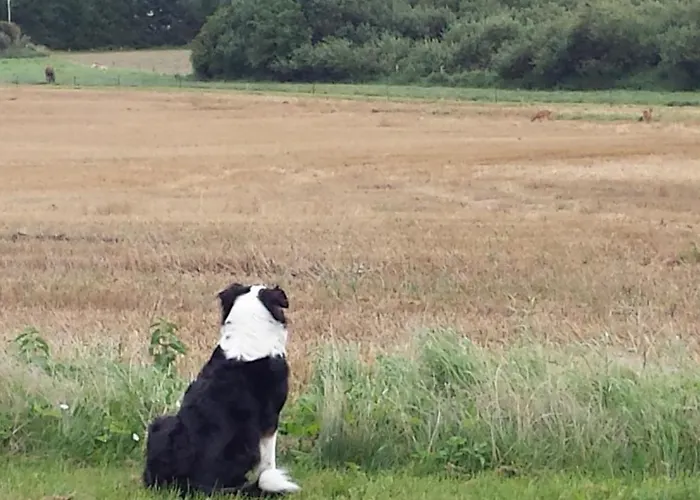 Lejlighed Haus Rosengarten- Ruhige Im Gruenen